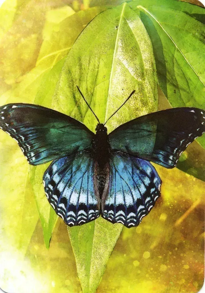 Butterfly Affirmations