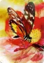 Butterfly Affirmations